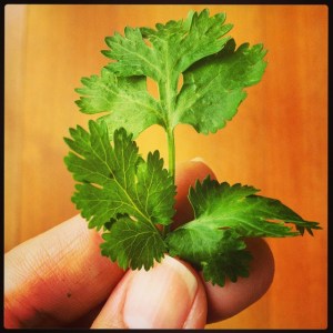 10358692_958262627535206_4368680130632737115_n